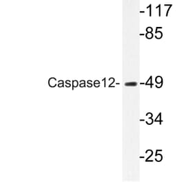 Western Blot - Anti-Caspase12 Antibody (R12-2053) - Antibodies.com