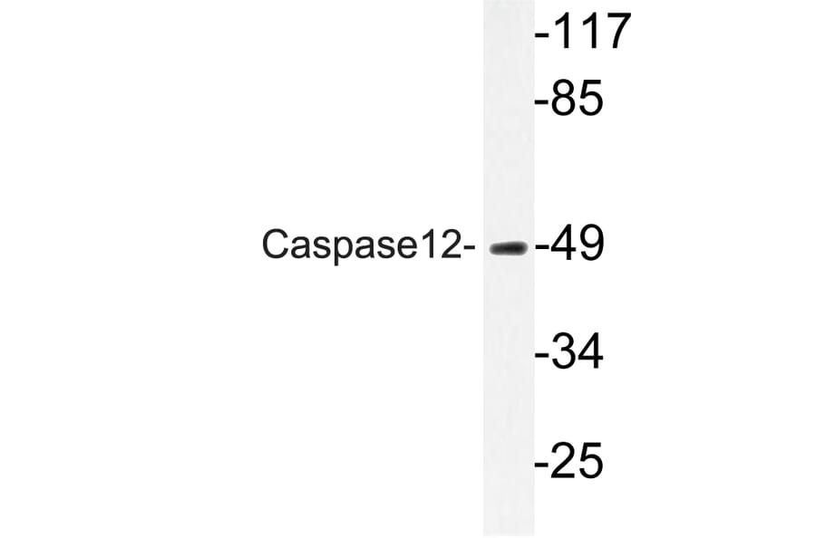 Western Blot - Anti-Caspase12 Antibody (R12-2053) - Antibodies.com
