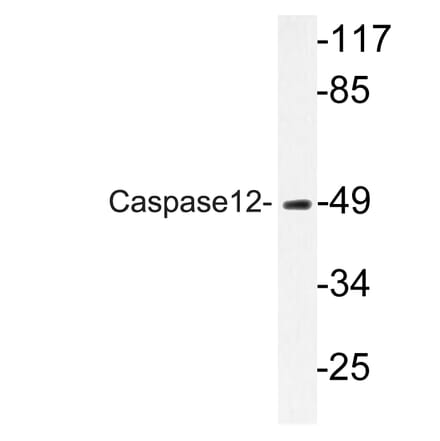 Western Blot - Anti-Caspase12 Antibody (R12-2053) - Antibodies.com