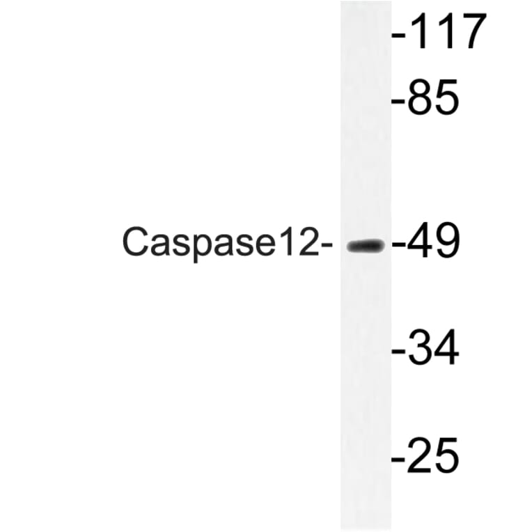 Western Blot - Anti-Caspase12 Antibody (R12-2053) - Antibodies.com