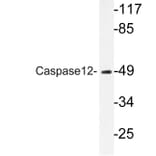 Western Blot - Anti-Caspase12 Antibody (R12-2053) - Antibodies.com
