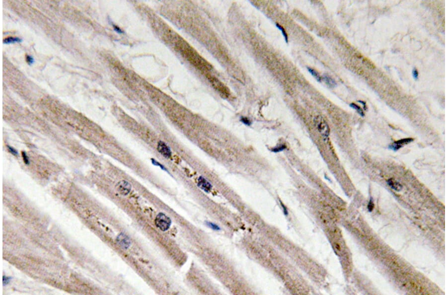Immunohistochemistry - Anti-Caspase12 Antibody (R12-2053) - Antibodies.com