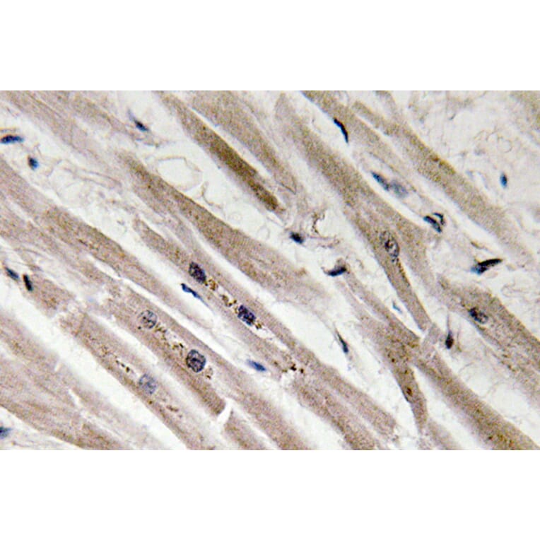 Immunohistochemistry - Anti-Caspase12 Antibody (R12-2053) - Antibodies.com