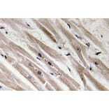 Immunohistochemistry - Anti-Caspase12 Antibody (R12-2053) - Antibodies.com