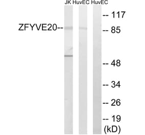 Western Blot - Anti-ZFYVE20 Antibody (C18130) - Antibodies.com