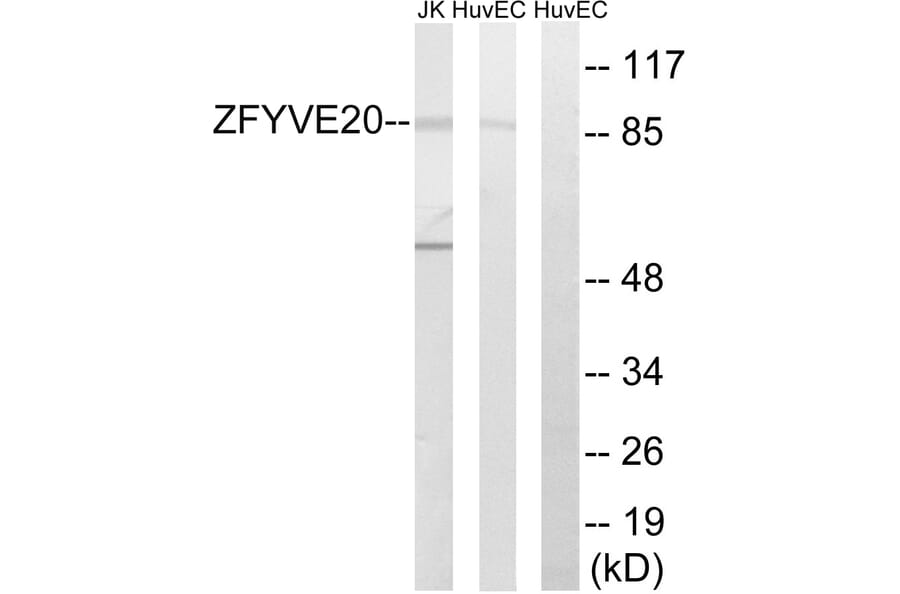 Western Blot - Anti-ZFYVE20 Antibody (C18130) - Antibodies.com
