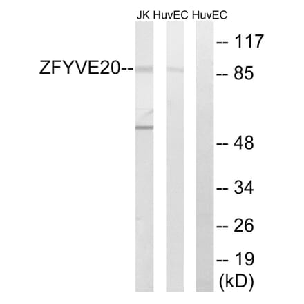 Western Blot - Anti-ZFYVE20 Antibody (C18130) - Antibodies.com