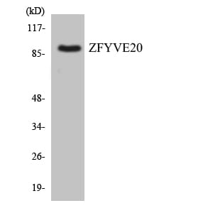 Western blot analysis of the lysates from COLO205 cells using Anti-ZFYVE20 Antibody.