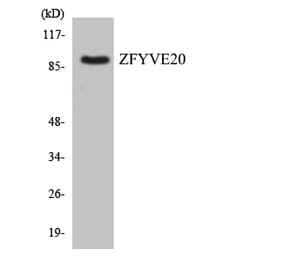 Western Blot - Anti-ZFYVE20 Antibody (R12-3693) - Antibodies.com