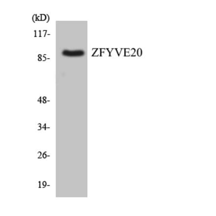 Western Blot - Anti-ZFYVE20 Antibody (R12-3693) - Antibodies.com