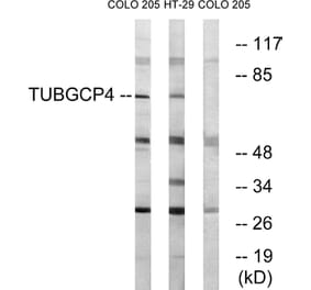 Western Blot - Anti-TUBGCP4 Antibody (C15872) - Antibodies.com