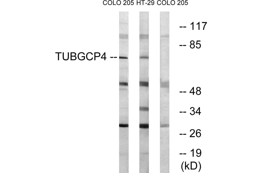 Western Blot - Anti-TUBGCP4 Antibody (C15872) - Antibodies.com