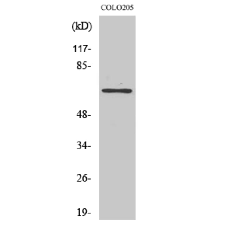 Western Blot - Anti-TUBGCP4 Antibody (C15872) - Antibodies.com