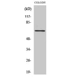 Western Blot - Anti-TUBGCP4 Antibody (C15872) - Antibodies.com