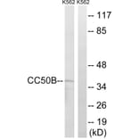 Western Blot - Anti-TMEM30B Antibody (C12119) - Antibodies.com