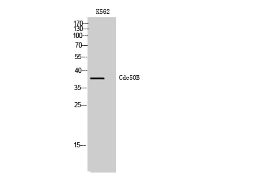 Western Blot - Anti-TMEM30B Antibody (C12119) - Antibodies.com