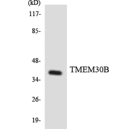 Western Blot - Anti-TMEM30B Antibody (R12-3632) - Antibodies.com