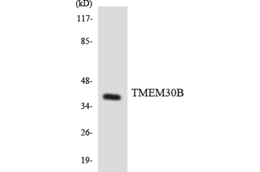 Western Blot - Anti-TMEM30B Antibody (R12-3632) - Antibodies.com
