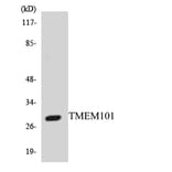 Western Blot - Anti-TMEM101 Antibody (R12-3630) - Antibodies.com