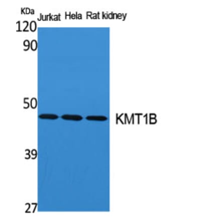 Western Blot - Anti-SUV39H2 Antibody (C20905) - Antibodies.com