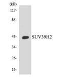 Western Blot - Anti-SUV39H2 Antibody (R12-3575) - Antibodies.com