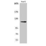Western Blot - Anti-SUPT16H Antibody (C11966) - Antibodies.com