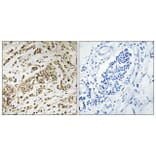Immunohistochemistry - Anti-SUPT16H Antibody (C11966) - Antibodies.com