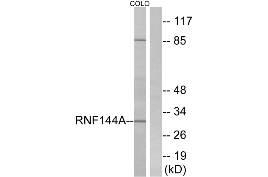 Western Blot - Anti-RNF144A Antibody (C15574) - Antibodies.com