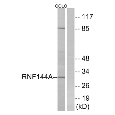 Western Blot - Anti-RNF144A Antibody (C15574) - Antibodies.com