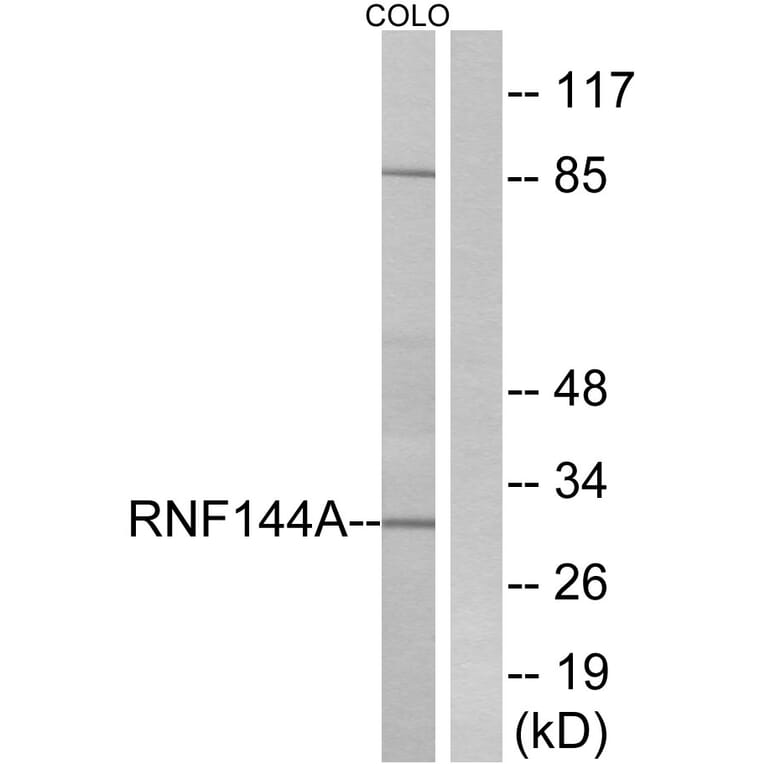 Western Blot - Anti-RNF144A Antibody (C15574) - Antibodies.com