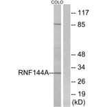 Western Blot - Anti-RNF144A Antibody (C15574) - Antibodies.com
