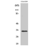 Western Blot - Anti-RNF144A Antibody (C15574) - Antibodies.com