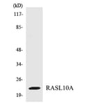Western Blot - Anti-RASL10A Antibody (R12-3408) - Antibodies.com