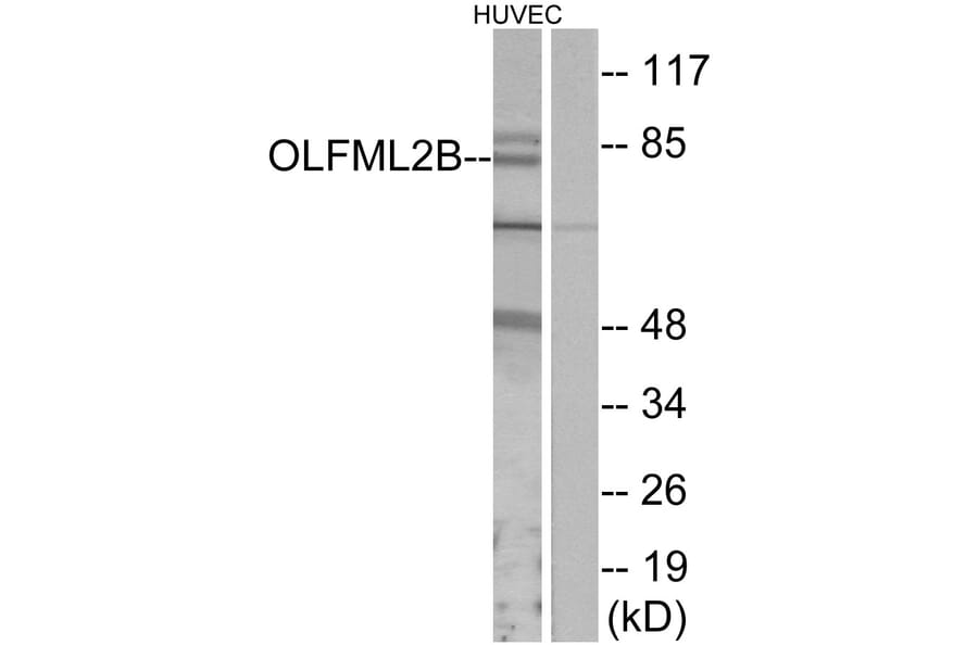 Western Blot - Anti-OLFML2B Antibody (G485) - Antibodies.com