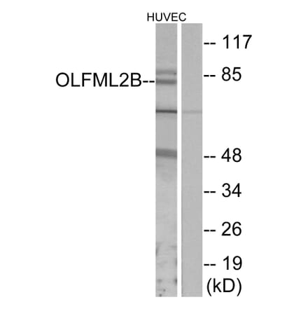 Western Blot - Anti-OLFML2B Antibody (G485) - Antibodies.com