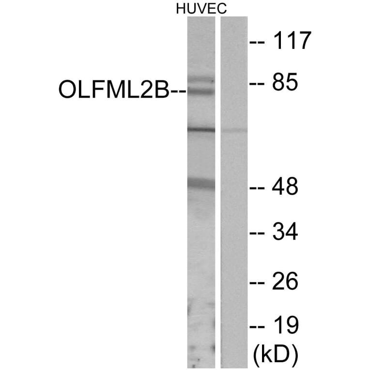 Western Blot - Anti-OLFML2B Antibody (G485) - Antibodies.com