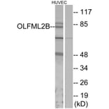 Western Blot - Anti-OLFML2B Antibody (G485) - Antibodies.com