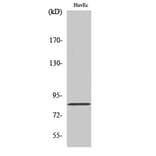 Western Blot - Anti-OLFML2B Antibody (G485) - Antibodies.com