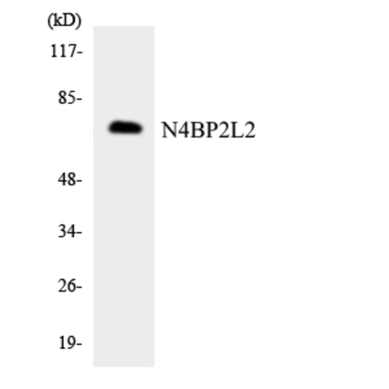 Western Blot - Anti-N4BP2L2 Antibody (R12-3070) - Antibodies.com
