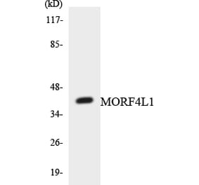 Western Blot - Anti-MORF4L1 Antibody (R12-3026) - Antibodies.com