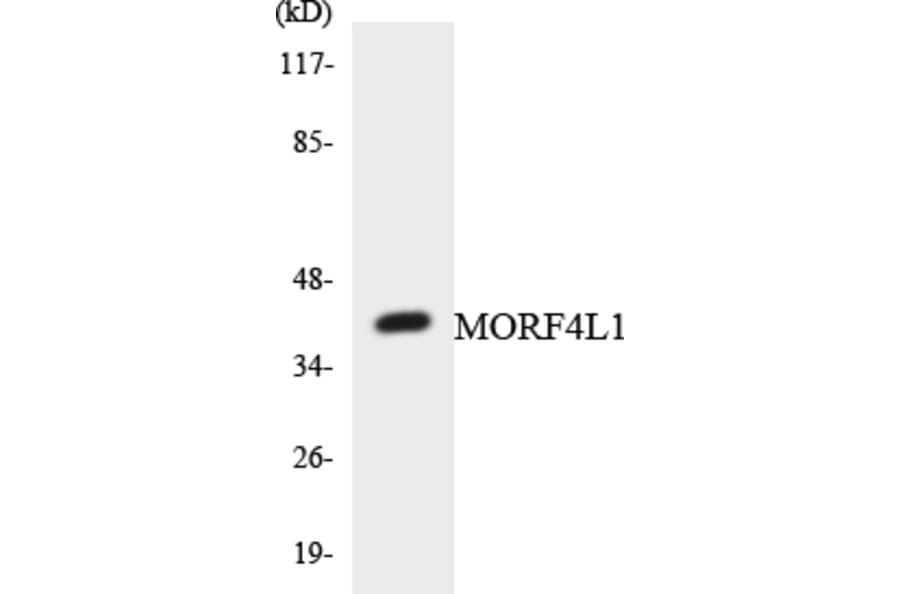 Western Blot - Anti-MORF4L1 Antibody (R12-3026) - Antibodies.com