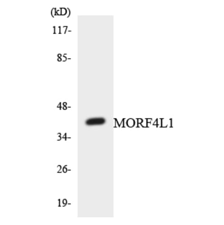 Western Blot - Anti-MORF4L1 Antibody (R12-3026) - Antibodies.com