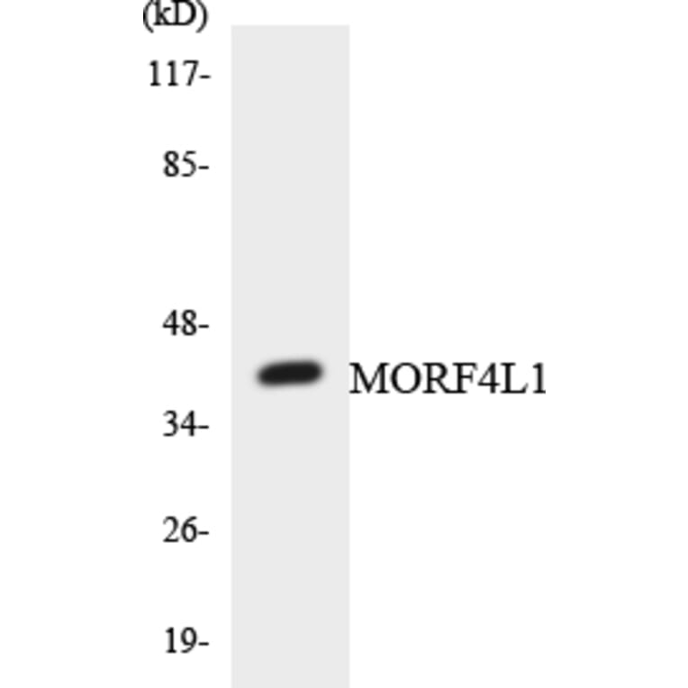 Western Blot - Anti-MORF4L1 Antibody (R12-3026) - Antibodies.com