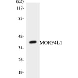Western Blot - Anti-MORF4L1 Antibody (R12-3026) - Antibodies.com