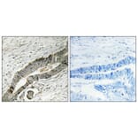 Immunohistochemistry - Anti-MOBKL2B Antibody (C11272) - Antibodies.com