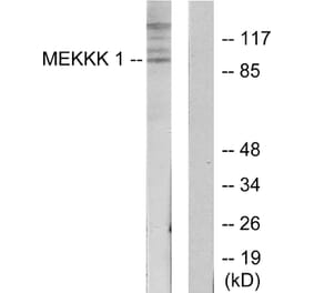 Western Blot - Anti-MEKKK 1 Antibody (C11444) - Antibodies.com