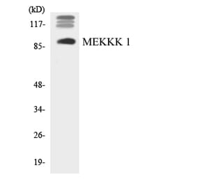 Western Blot - Anti-MEKKK 1 Antibody (R12-3014) - Antibodies.com
