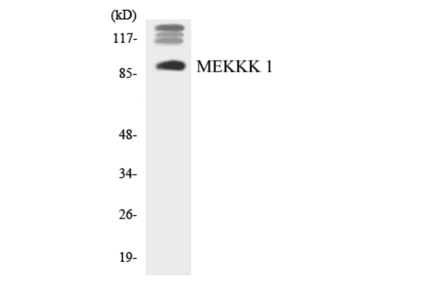 Western Blot - Anti-MEKKK 1 Antibody (R12-3014) - Antibodies.com