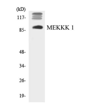 Western Blot - Anti-MEKKK 1 Antibody (R12-3014) - Antibodies.com