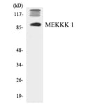 Western Blot - Anti-MEKKK 1 Antibody (R12-3014) - Antibodies.com